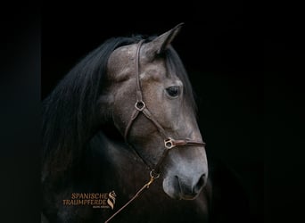 PRE, Castrone, 4 Anni, 166 cm, Grigio ferro