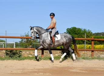 PRE, Castrone, 4 Anni, 167 cm, Grigio pezzato