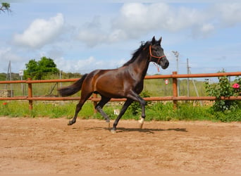 PRE, Castrone, 4 Anni, 167 cm, Morello