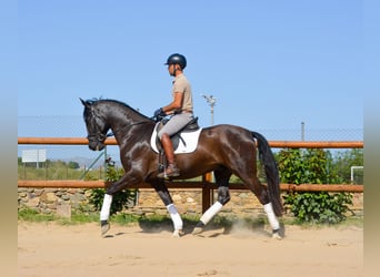PRE, Castrone, 4 Anni, 167 cm, Morello