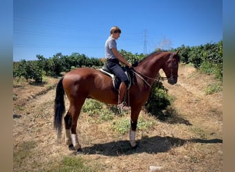 PRE Mix, Castrone, 4 Anni, 168 cm, Baio