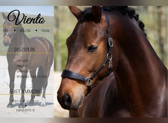 PRE Mix, Castrone, 4 Anni, 168 cm, Baio