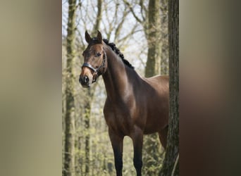 PRE Mix, Castrone, 4 Anni, 168 cm, Baio