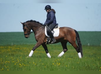 PRE Mix, Castrone, 4 Anni, 168 cm, Baio