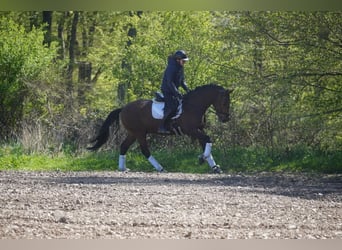 PRE Mix, Castrone, 4 Anni, 168 cm, Baio
