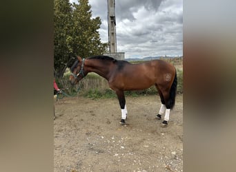 PRE, Castrone, 4 Anni, 168 cm, Baio ciliegia