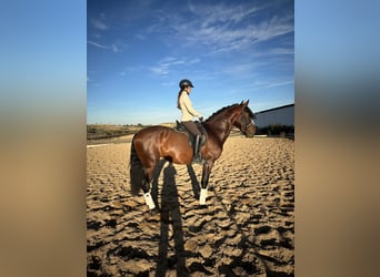 PRE, Castrone, 4 Anni, 168 cm, Baio ciliegia