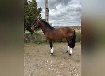 PRE, Castrone, 4 Anni, 168 cm, Baio ciliegia
