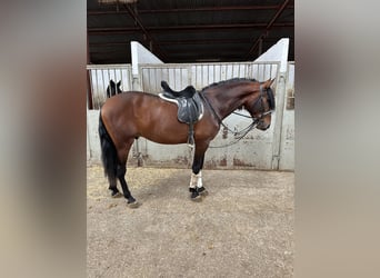 PRE, Castrone, 4 Anni, 168 cm, Baio ciliegia