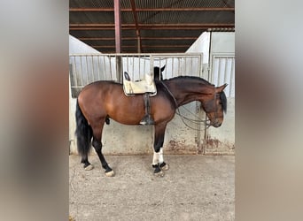 PRE, Castrone, 4 Anni, 168 cm, Baio ciliegia