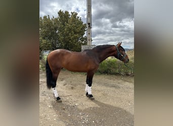 PRE, Castrone, 4 Anni, 168 cm, Baio ciliegia
