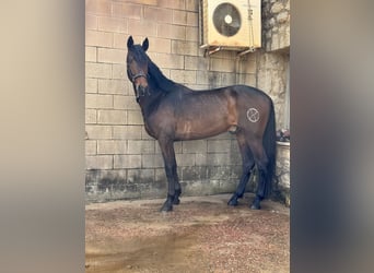 PRE Mix, Castrone, 4 Anni, 168 cm, Baio scuro