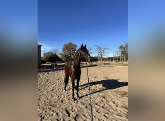PRE Mix, Castrone, 4 Anni, 168 cm, Baio scuro