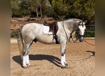 PRE, Castrone, 4 Anni, 168 cm, Grigio