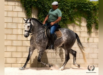 PRE Mix, Castrone, 4 Anni, 168 cm, Grigio pezzato