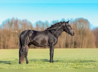 PRE, Castrone, 4 Anni, 169 cm, Morello