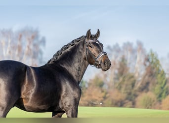 PRE, Castrone, 4 Anni, 169 cm, Morello