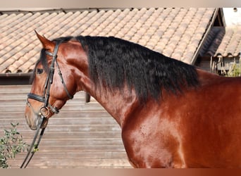 PRE Mix, Castrone, 4 Anni, 170 cm, Baio ciliegia
