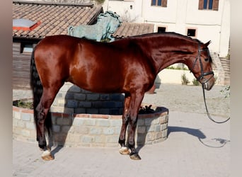PRE Mix, Castrone, 4 Anni, 170 cm, Baio ciliegia