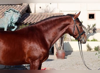 PRE Mix, Castrone, 4 Anni, 170 cm, Baio ciliegia