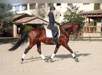 PRE Mix, Castrone, 4 Anni, 170 cm, Baio ciliegia
