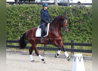 PRE Mix, Castrone, 4 Anni, 170 cm, Baio ciliegia