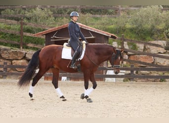 PRE Mix, Castrone, 4 Anni, 170 cm, Baio ciliegia