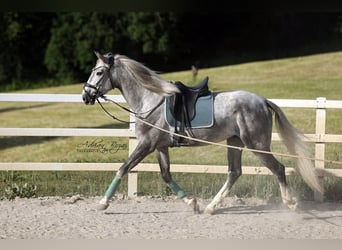PRE Mix, Castrone, 4 Anni, 171 cm, Grigio