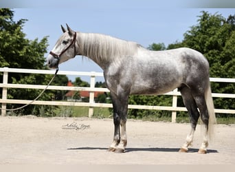 PRE Mix, Castrone, 4 Anni, 171 cm, Grigio