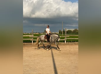 PRE, Castrone, 4 Anni, 172 cm, Grigio