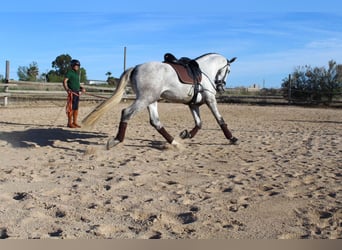 PRE, Castrone, 4 Anni, 172 cm, Grigio