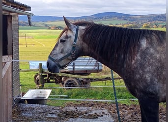 PRE, Castrone, 4 Anni, Grigio