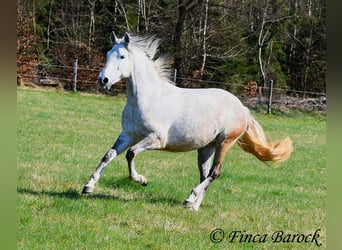 PRE Mix, Castrone, 5 Anni, 151 cm, Grigio