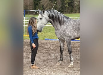PRE Mix, Castrone, 5 Anni, 154 cm, Grigio pezzato
