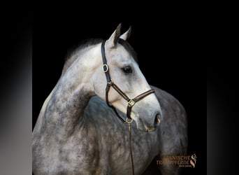 PRE Mix, Castrone, 5 Anni, 155 cm, Grigio pezzato