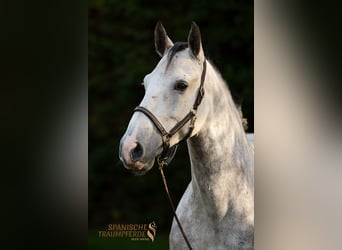 PRE Mix, Castrone, 5 Anni, 155 cm, Grigio pezzato