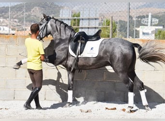 PRE, Castrone, 5 Anni, 155 cm, Grigio