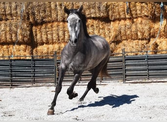 PRE, Castrone, 5 Anni, 155 cm, Grigio