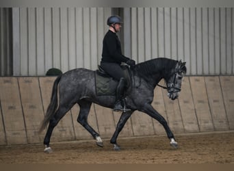 PRE, Castrone, 5 Anni, 155 cm, Leardo