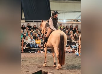 PRE Mix, Castrone, 5 Anni, 156 cm, Falbo