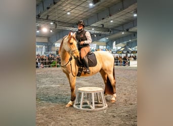 PRE Mix, Castrone, 5 Anni, 156 cm, Falbo