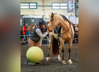 PRE Mix, Castrone, 5 Anni, 156 cm, Falbo