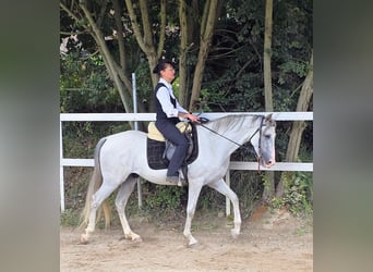 PRE, Castrone, 5 Anni, 156 cm, Grigio