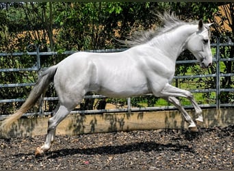 PRE, Castrone, 5 Anni, 156 cm, Grigio