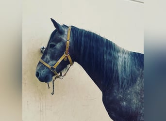 PRE Mix, Castrone, 5 Anni, 156 cm, Grigio rossastro