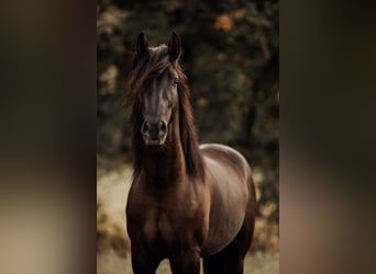 PRE, Castrone, 5 Anni, 158 cm, Morello