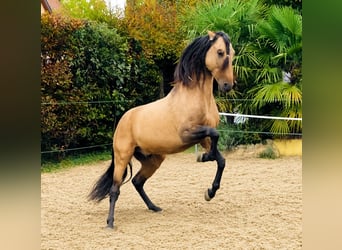PRE Mix, Castrone, 5 Anni, 159 cm, Falbo