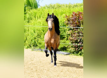 PRE Mix, Castrone, 5 Anni, 159 cm, Pelle di daino