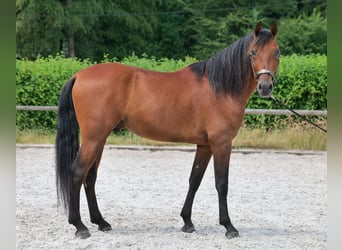 PRE Mix, Castrone, 5 Anni, 160 cm, Baio