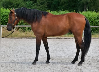 PRE Mix, Castrone, 5 Anni, 160 cm, Baio
